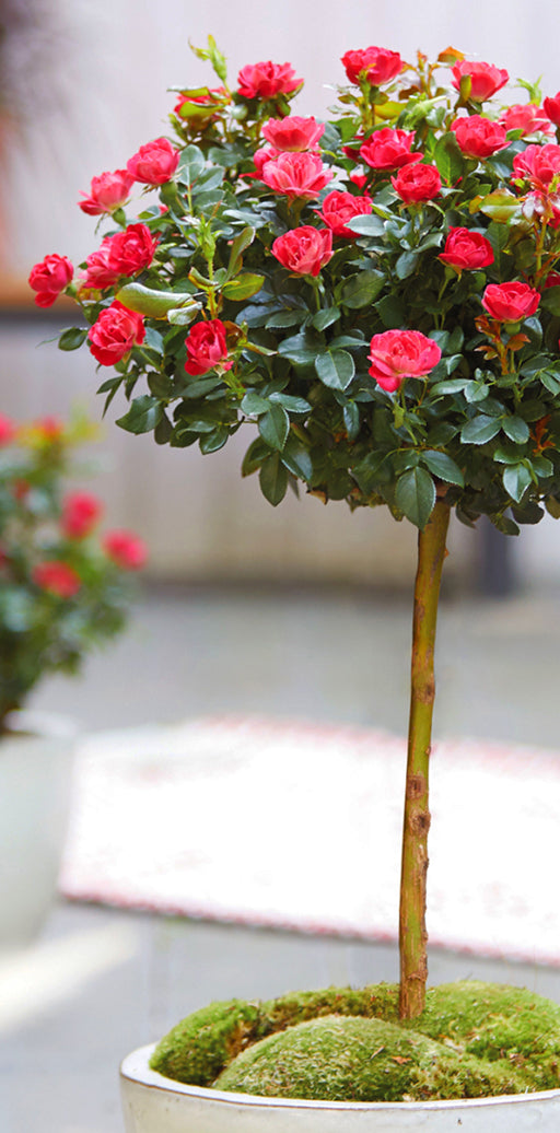 Blühendes rotes Rosenstämmchen im Topf auf der Terrasse