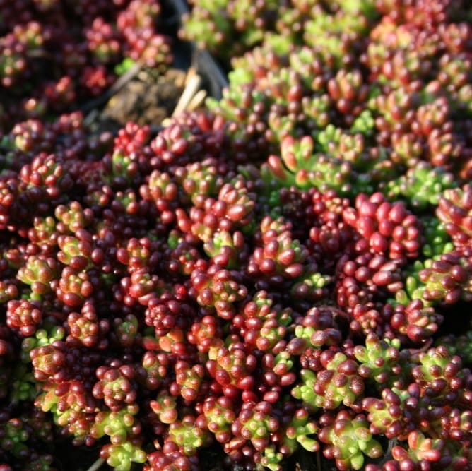 Rotmoos-Mauerpfeffer 'Coral Carpet' Weiß