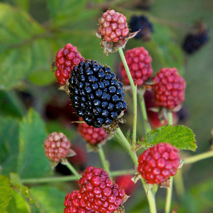 Früchte und Beeren der Rubus BrazelBerry® 'Baby Cakes'®