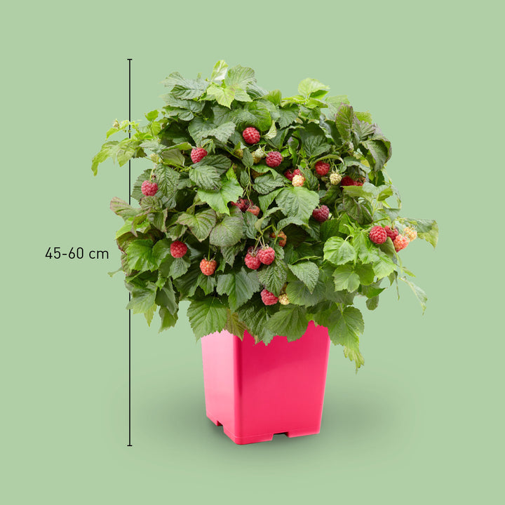 Größe der Rubus idaeus 'Sweet Sunshine'