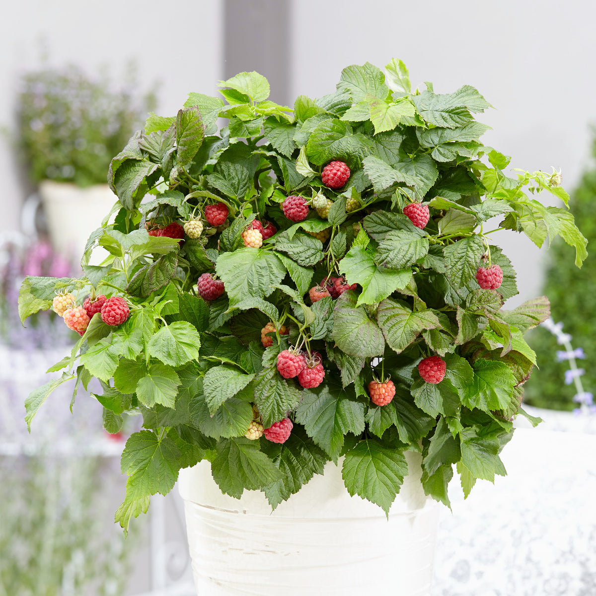 Rubus idaeus im Topf