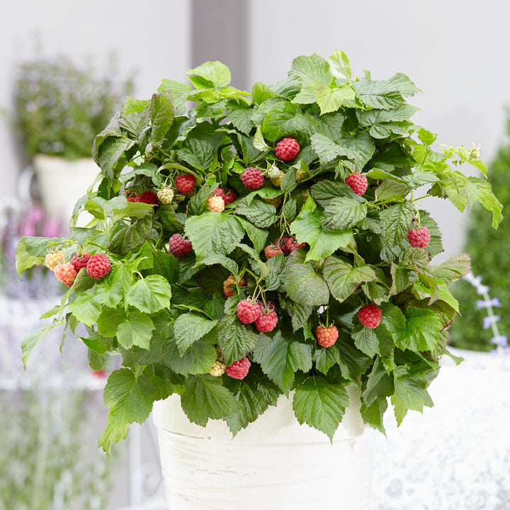 Rubus idaeus im Topf