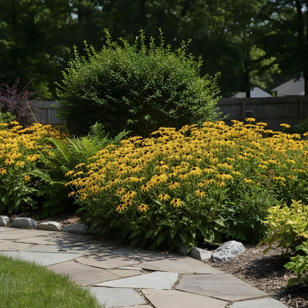 Rudbeckia laciniata 'Goldsturm'