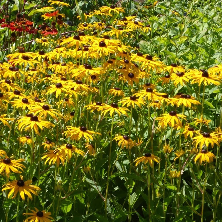 Rudbeckia laciniata 'Goldsturm'