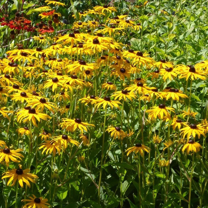 Rudbeckia laciniata 'Goldsturm'