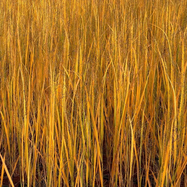 Ruten-Hirse 'Northwind'