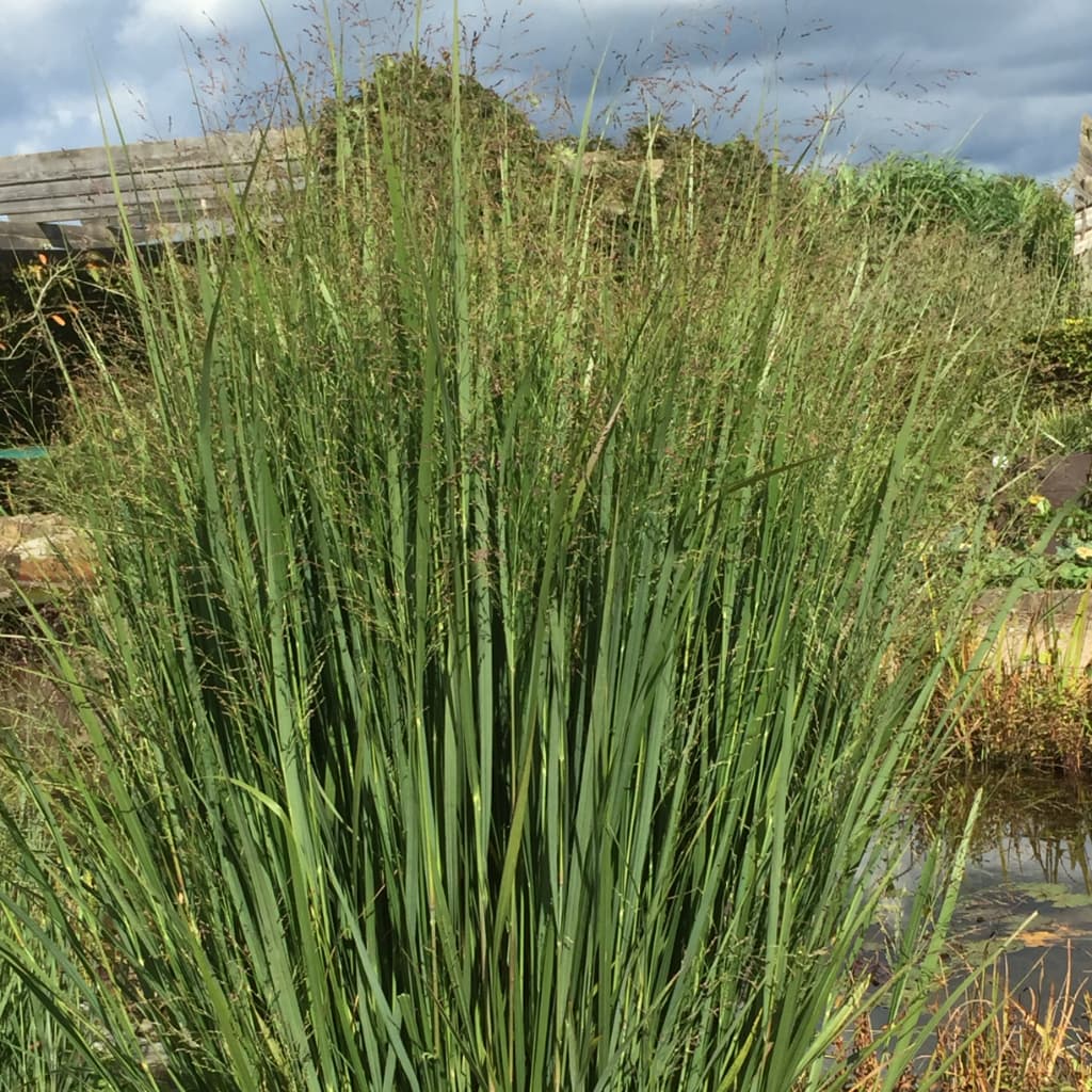Ruten-Hirse 'Northwind'