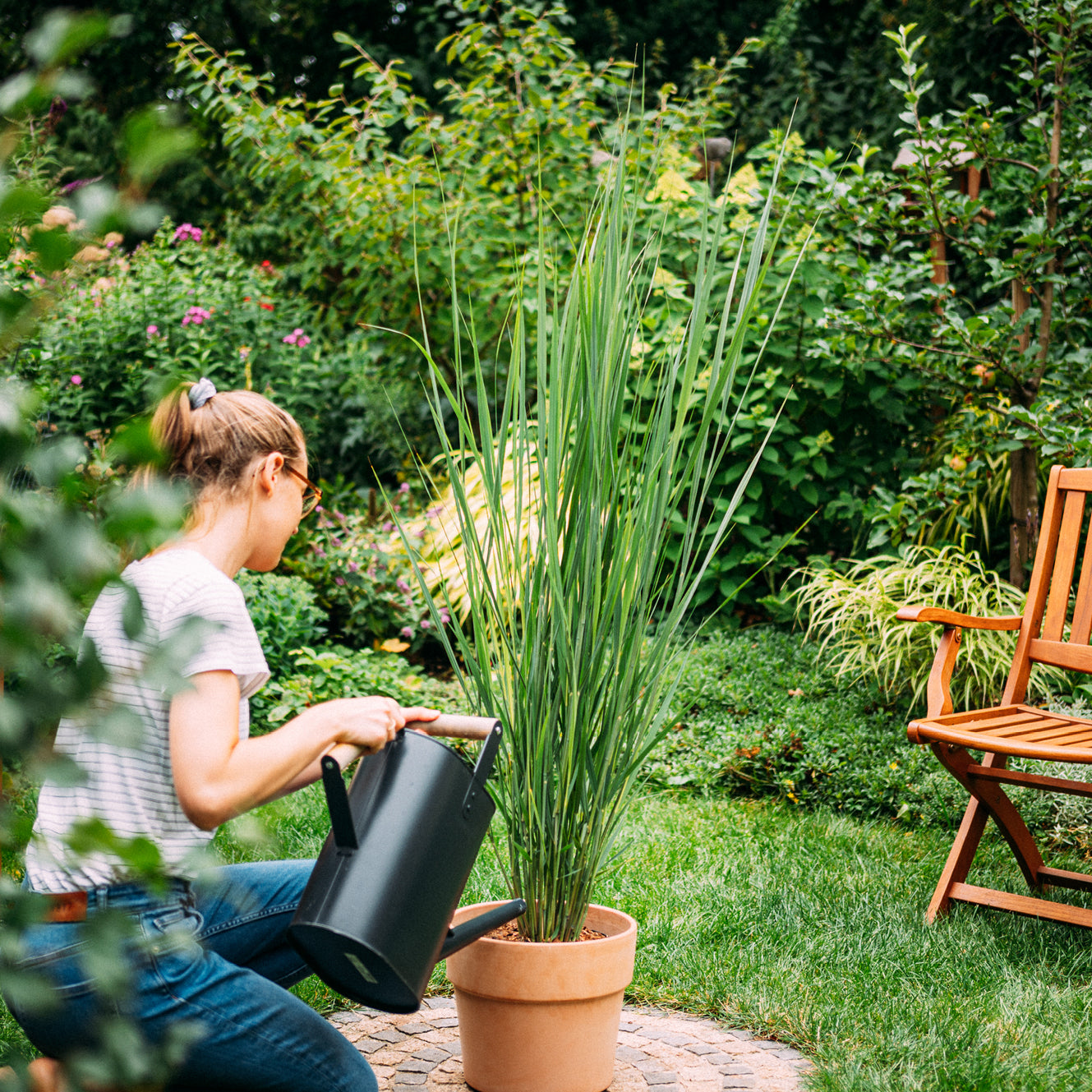 Rutenhirse 'Northwind' kaufen