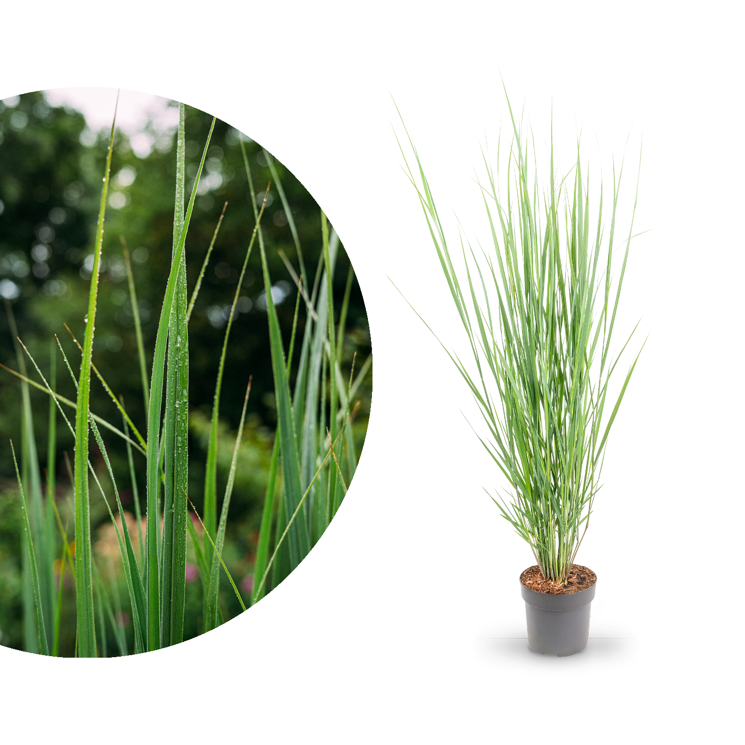 Rutenhirse 'Northwind' kaufen