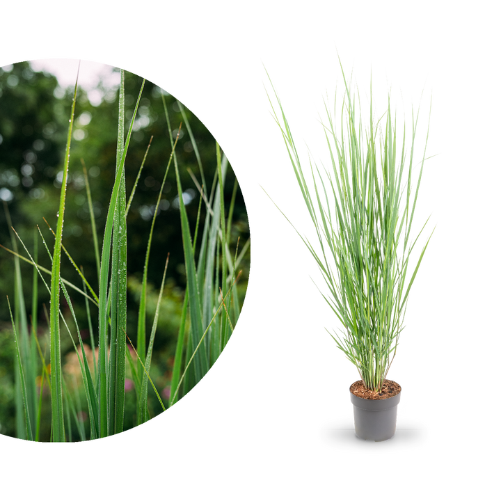 Rutenhirse 'Northwind'