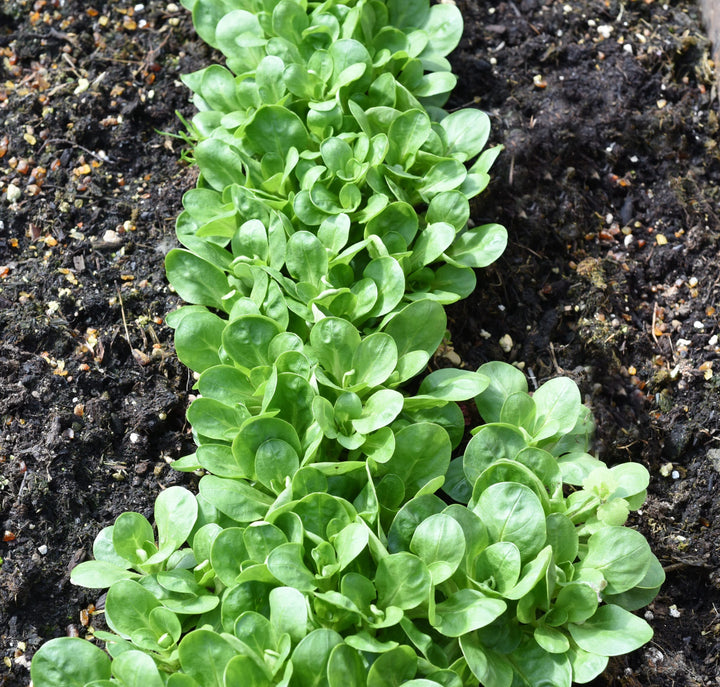 Saatband Bio-Feldsalat Mischung-Valerianella locusta