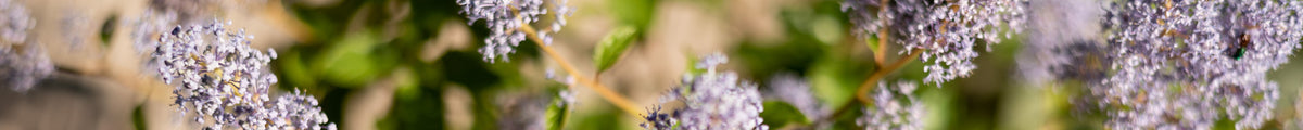 Blühende Säckelblume