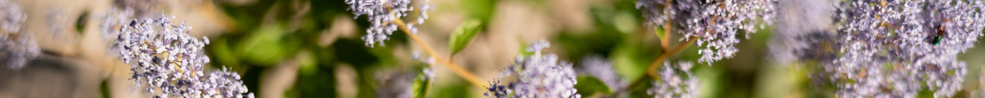 Blühende Säckelblume