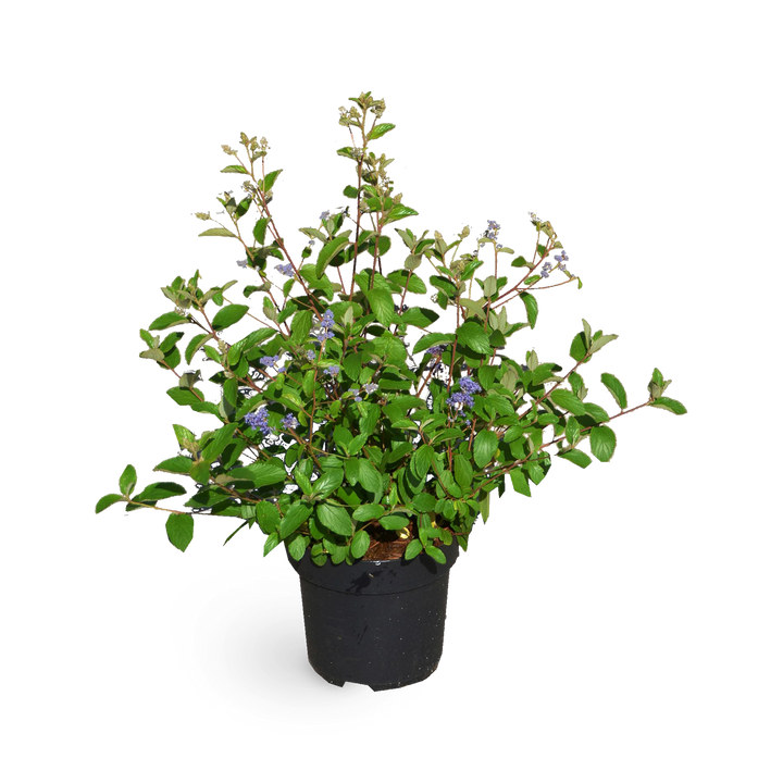 Säckelblume 'Topaze'