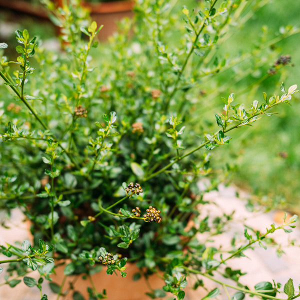 Blätter der Säckelblume 'Victoria'