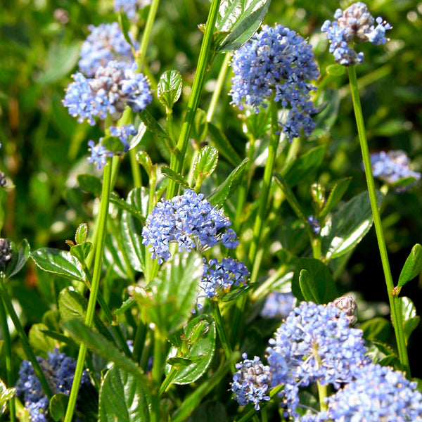 Blüten der Säckelblume 'Victoria'