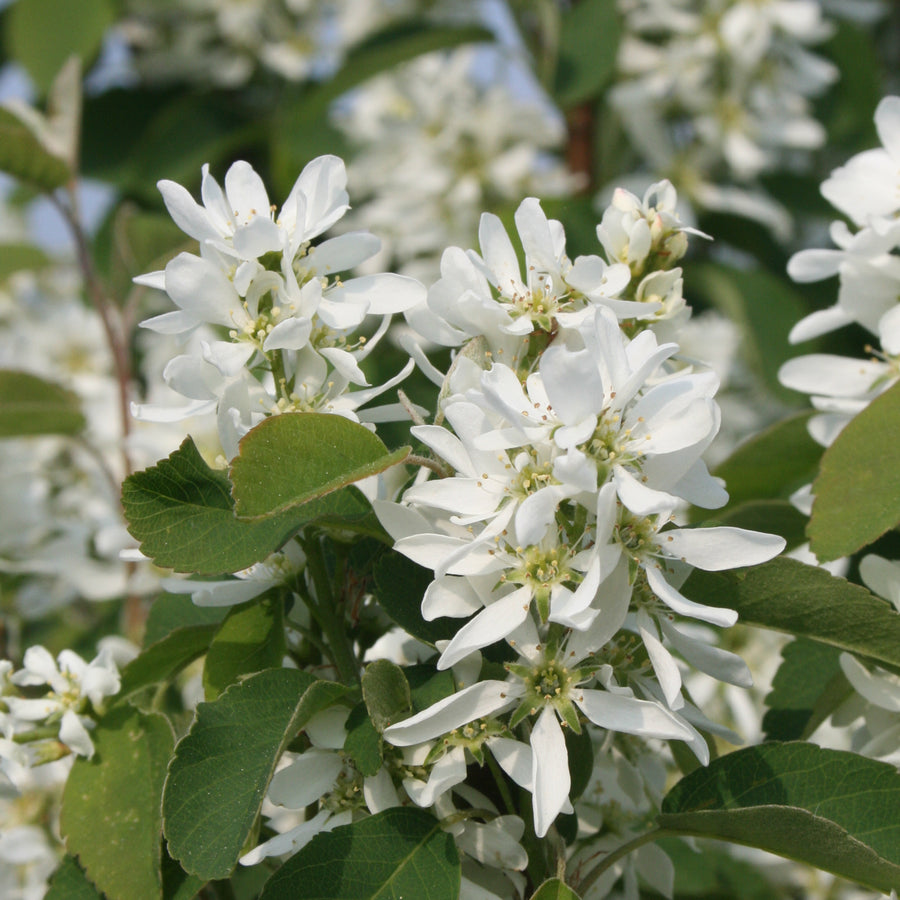 Blüte der Säulen-Felsenbirne 'Obelisk'®