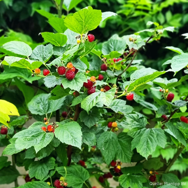 Säulen-Himbeere 'Hararasp' im Garten