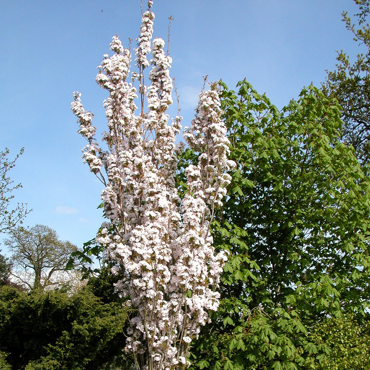 Säulenkirsche 'Amanogawa' im Garten