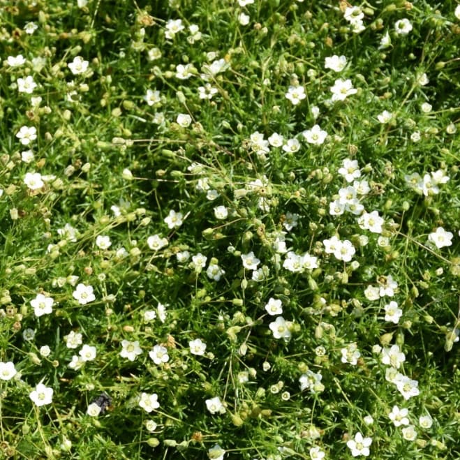 Sagina subulata