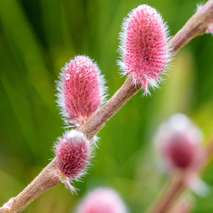 Salix gracilistyla 'Mount Aso'