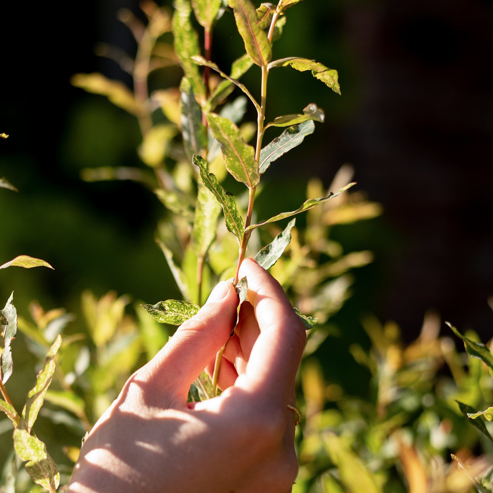 Blätter von Salix integra 'Hakuro Nishiki'