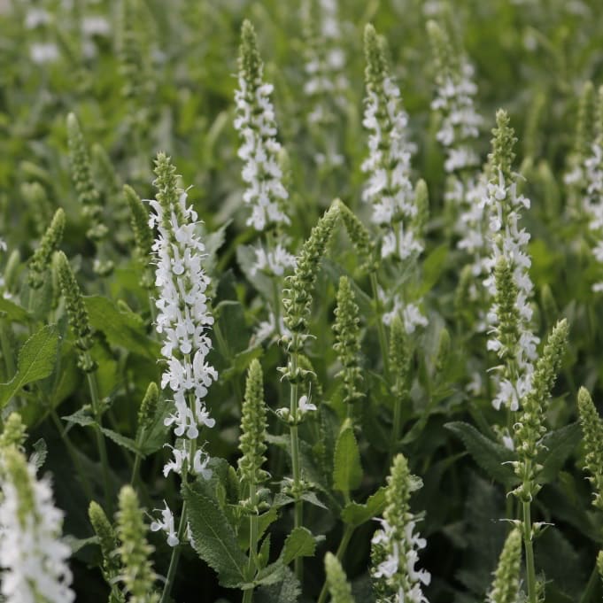 Salvia nemorosa 'Adrian'