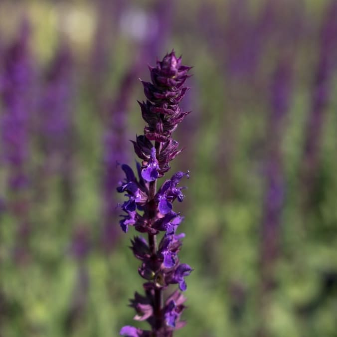 Salvia nemorosa 'Caradonna'