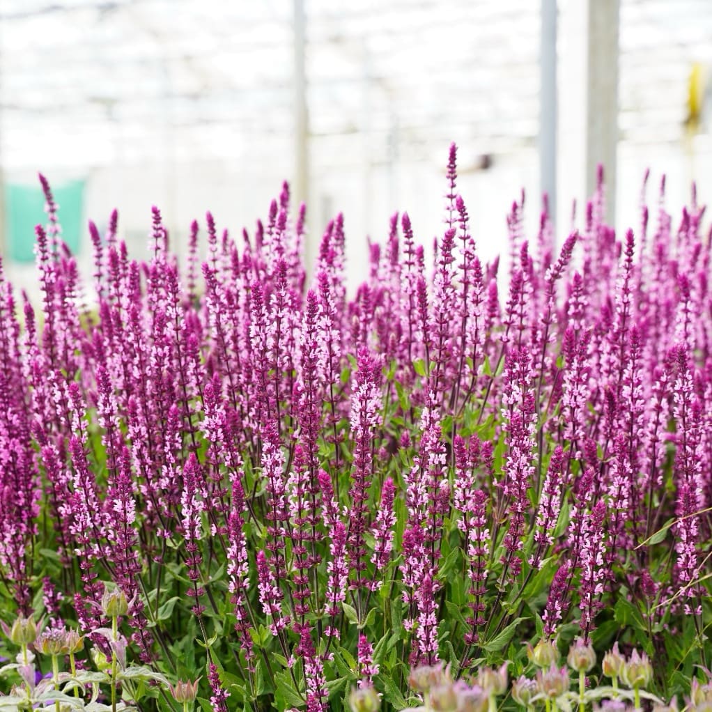 Salvia nemorosa 'Caradonna Pink'