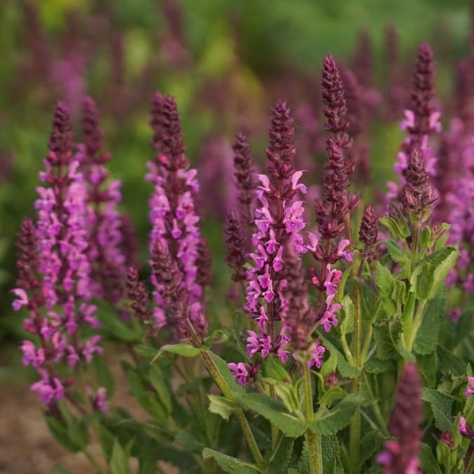Salvia nemorosa 'Caradonna Pink'