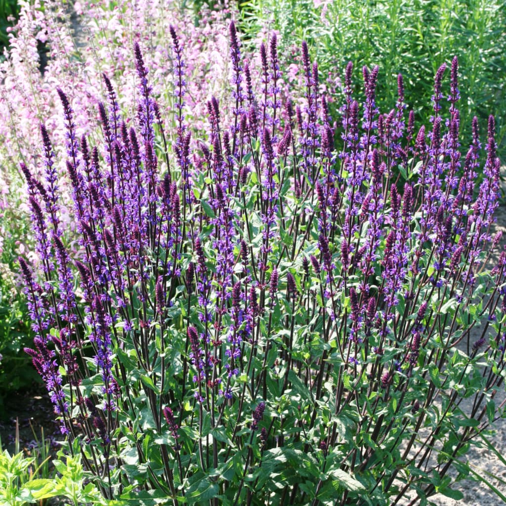 Salvia nemorosa 'Caradonna'