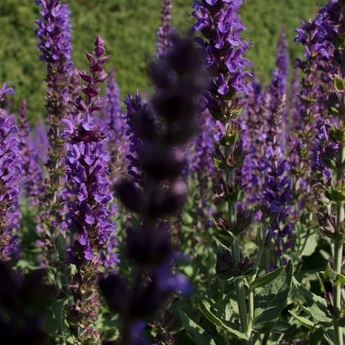 Salvia nemorosa 'Ostfriesland'