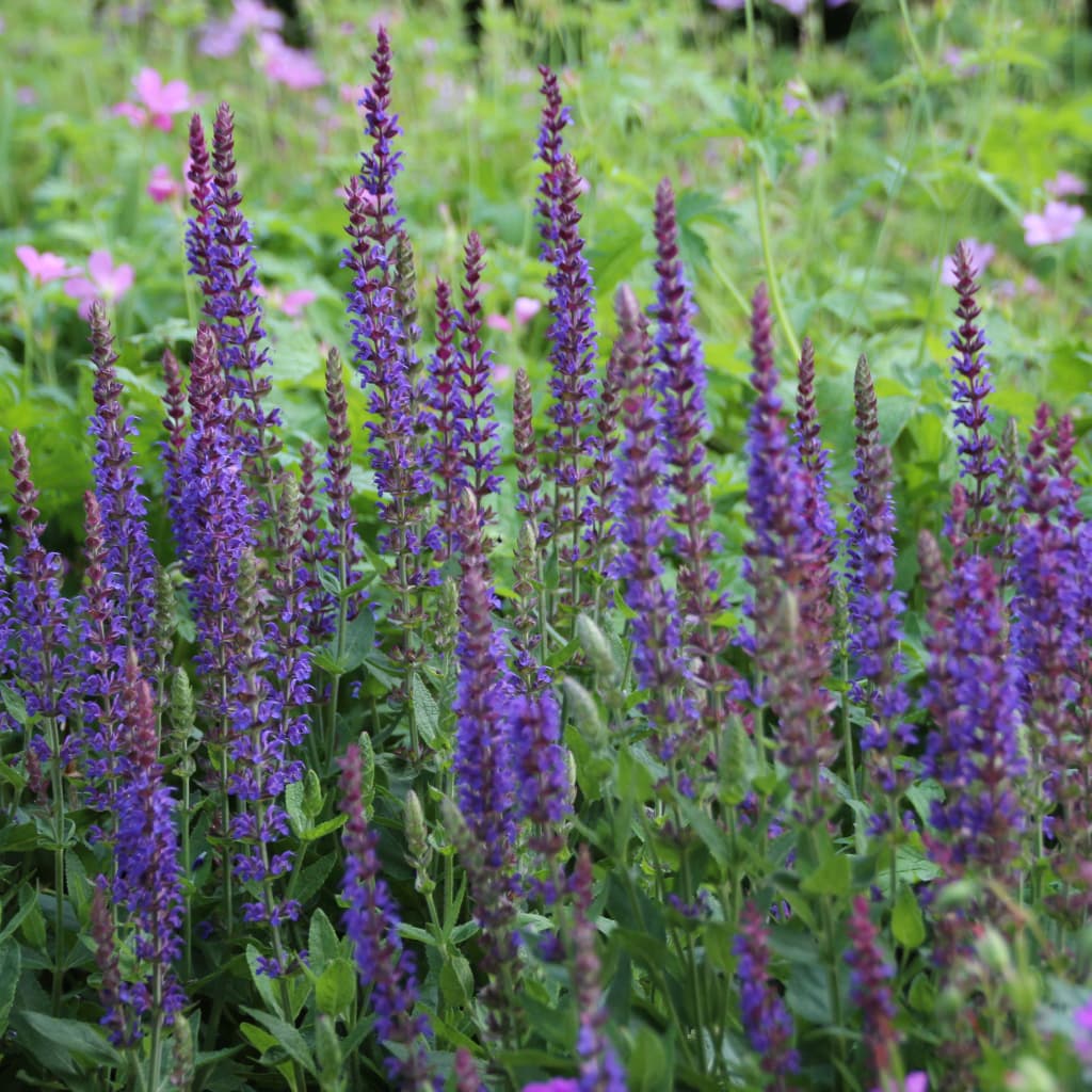 Salvia nemorosa 'Ostfriesland'