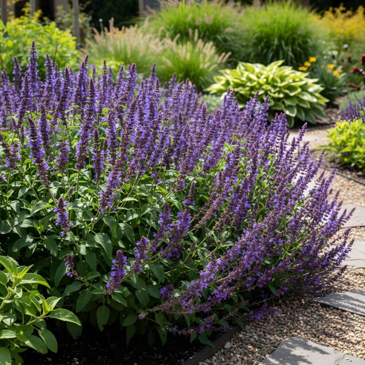 Salvia nemorosa
