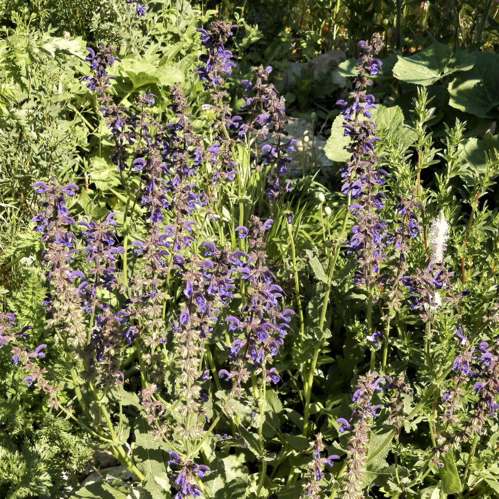 Salvia pratensis