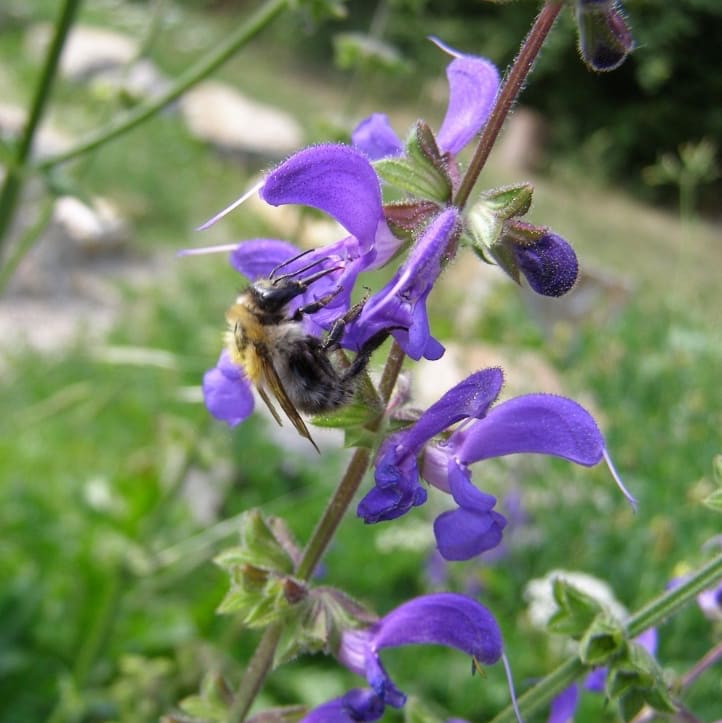 Salvia pratensis