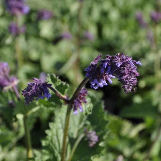 Salvia verticillata