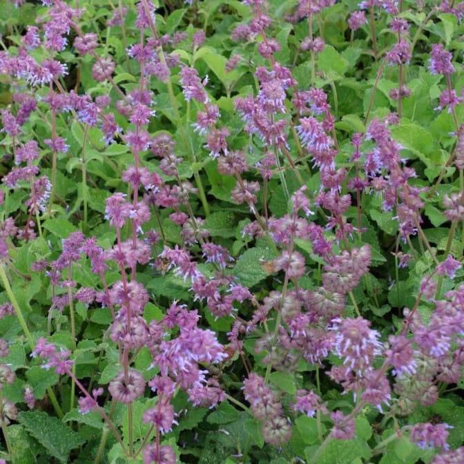 Salvia verticillata