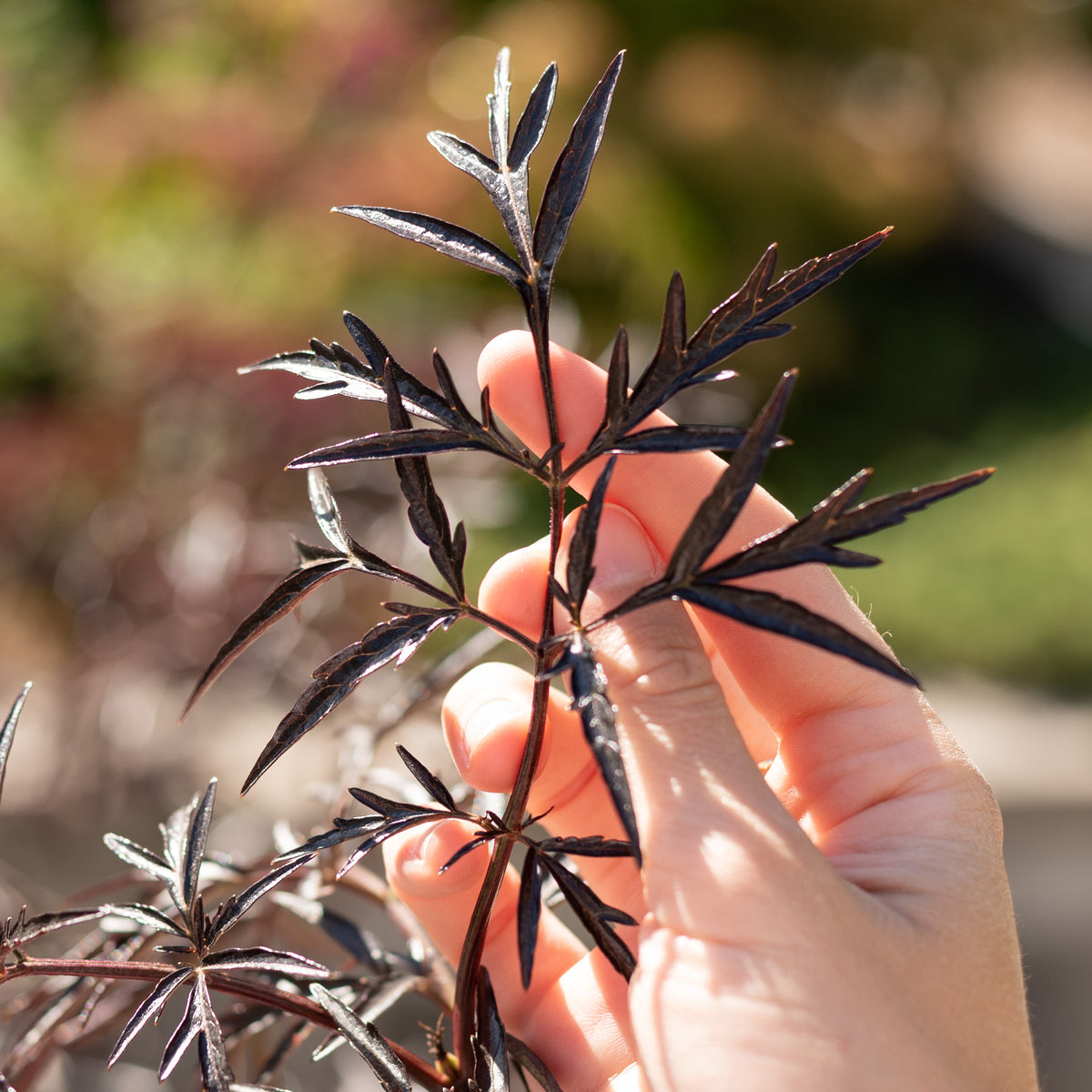 Blätter des Sambucus nigra 'Black Lace'®