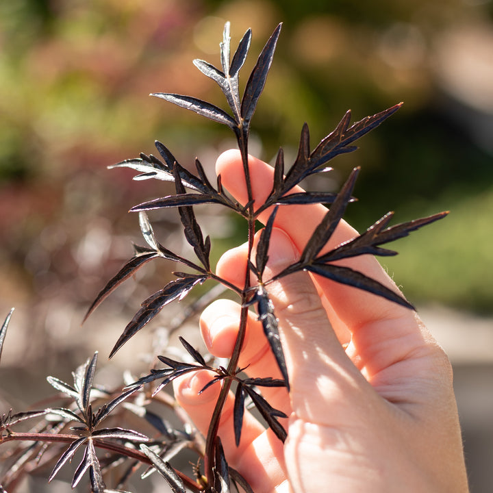 Blätter des Sambucus nigra 'Black Lace'®