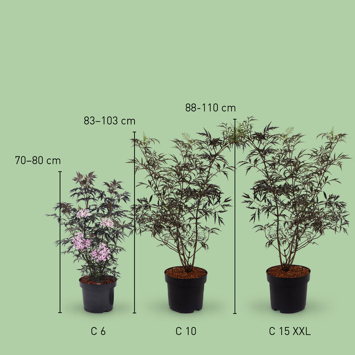 Größe des Schwarzen Holunders 'Black Lace'®