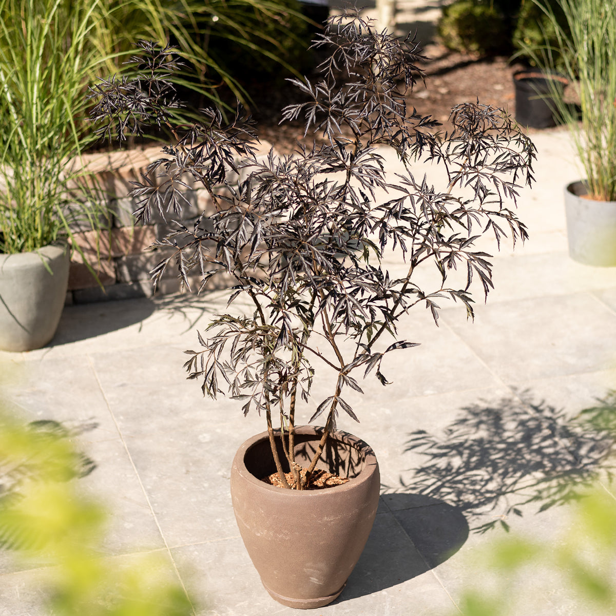 Sambucus nigra 'Black Lace'® im Topf