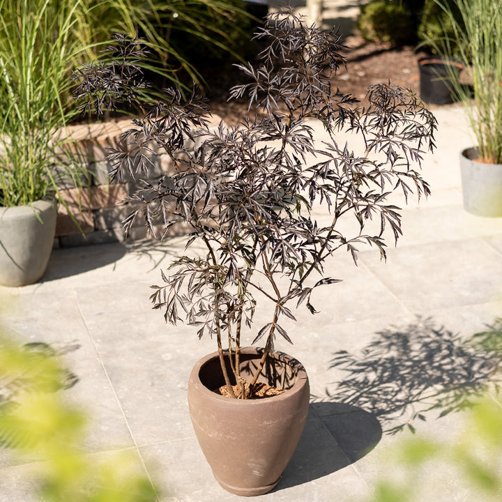 Sambucus nigra 'Black Lace'® im Topf