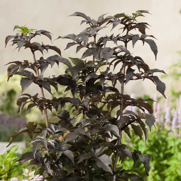 Sambucus nigra 'Black Tower'®