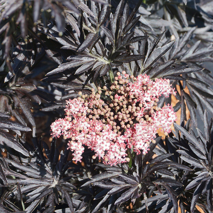 Sambucus nigra 'Laced Up'® 