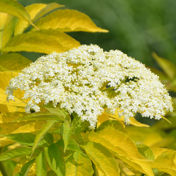 Blüte des Sambucus racemosa 'Sutherland Gold'