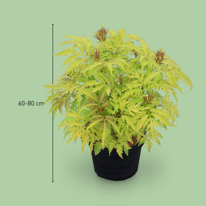 Größe des Sambucus racemosa 'Sutherland Gold'