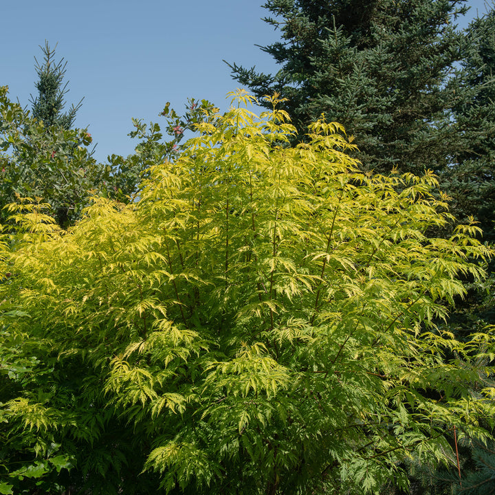 Blühender Sambucus 'Sutherland Gold'