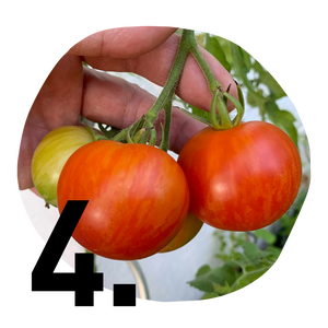 Reife Tomaten an Strauch