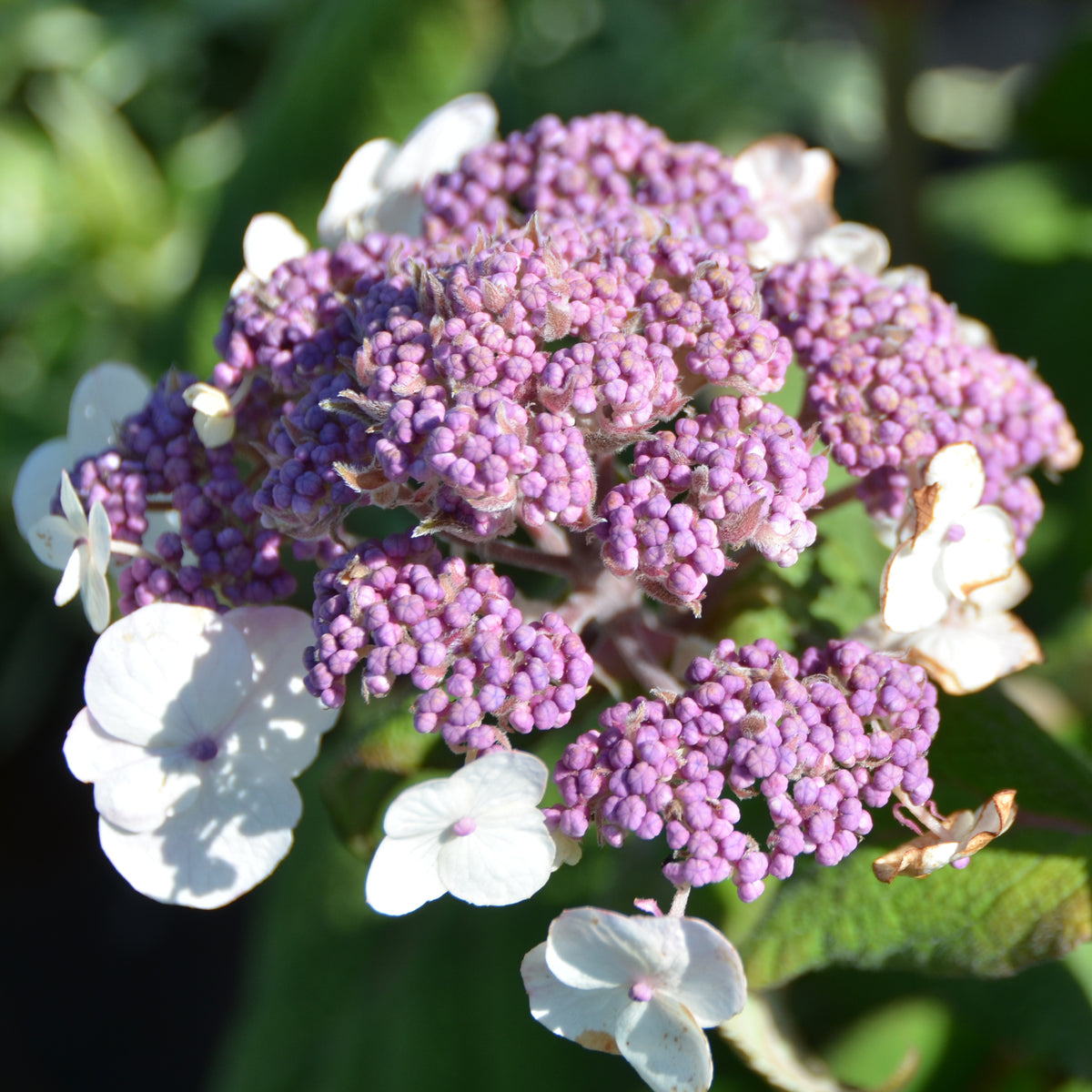 Blüte der Samt-Hortensie 'Macrophylla'
